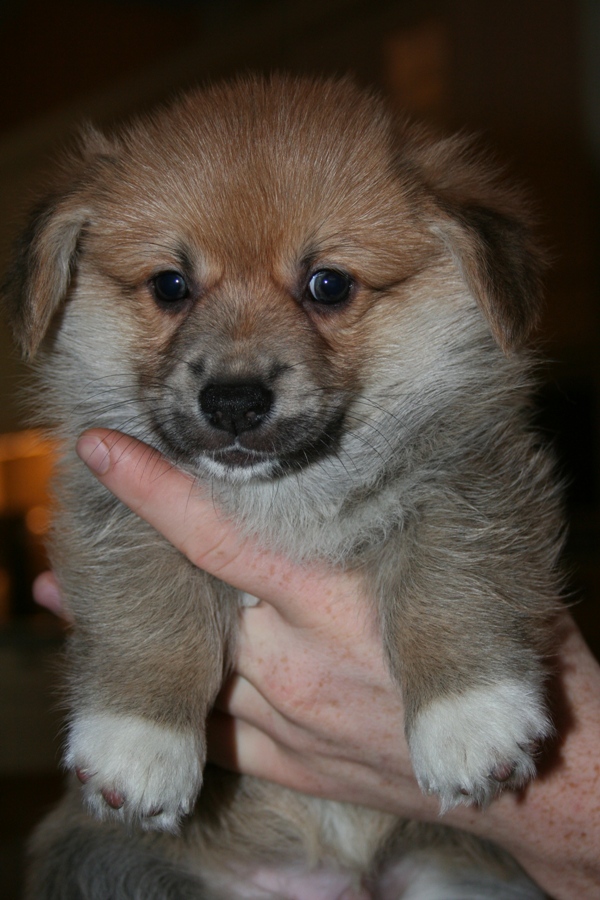 Puppies